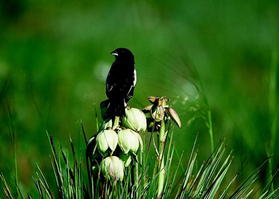 Free Image of Black Bird Perched on Flower 