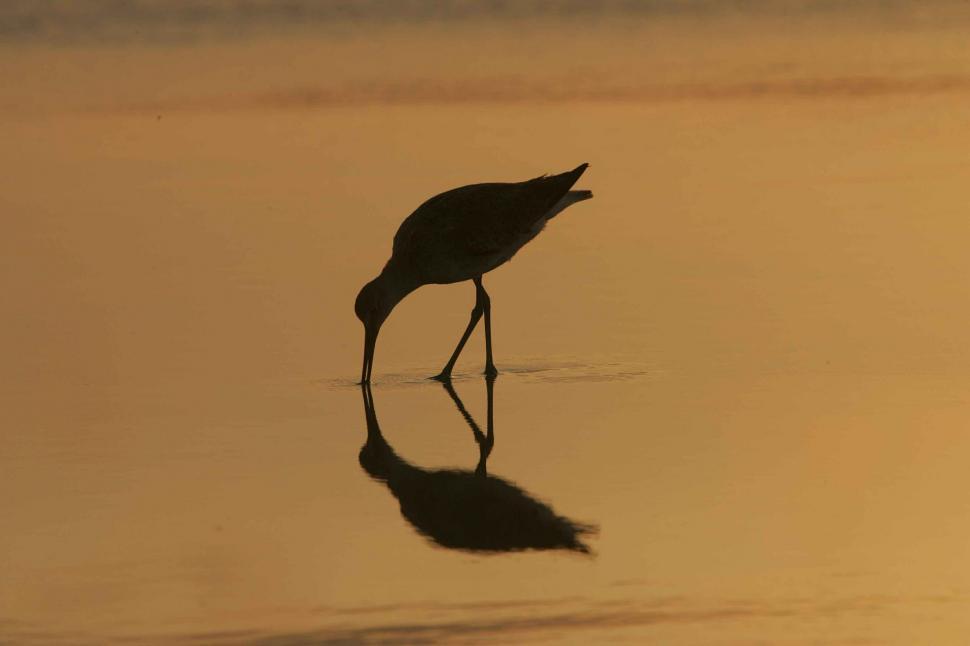 Free Image of Bird Standing in Water With Head Submerged 