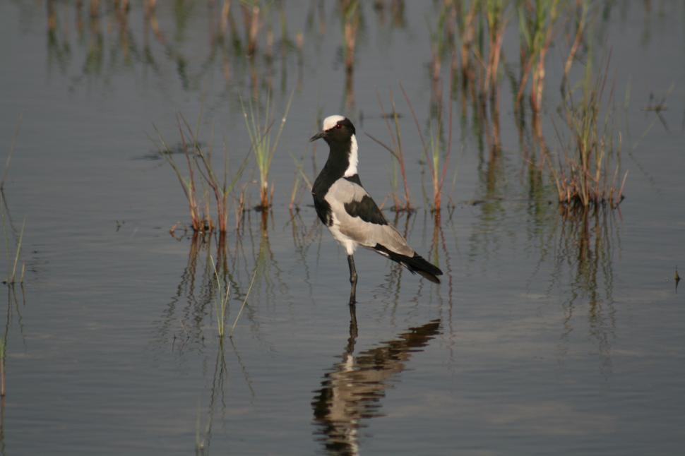 Free Image of Black and White Bird Standing in Water 
