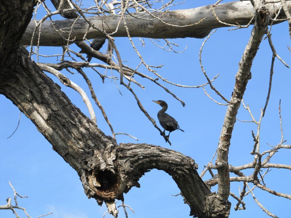 Free Image of Bird Perched on Tree Branch 