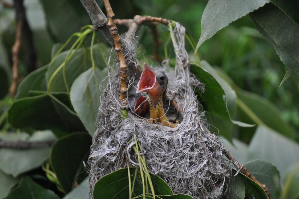 Free Image of Bird Nest Hanging From Tree Branch 
