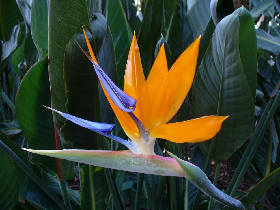 Free Image of Close-Up of a Flower With Background Leaves 