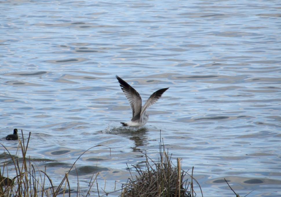 Free Image of Bird Flying Over Body of Water 