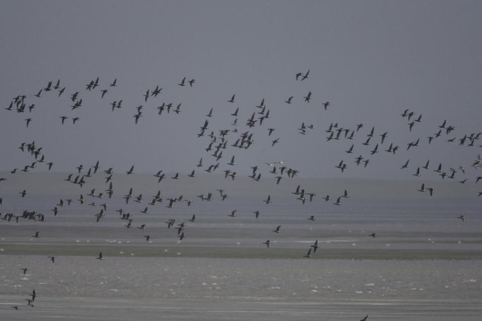 Free Image of Flock of Birds Flying Over Beach 