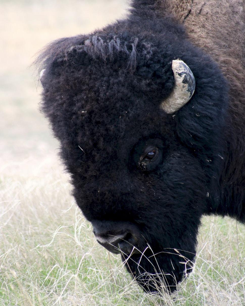 Free Image of Large Black Buffalo Standing on Grass-Covered Field 