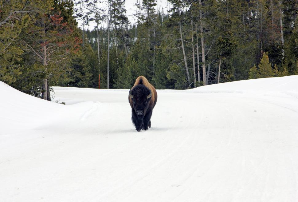 Free Image of Bison Walking Through Snow Covered Forest 