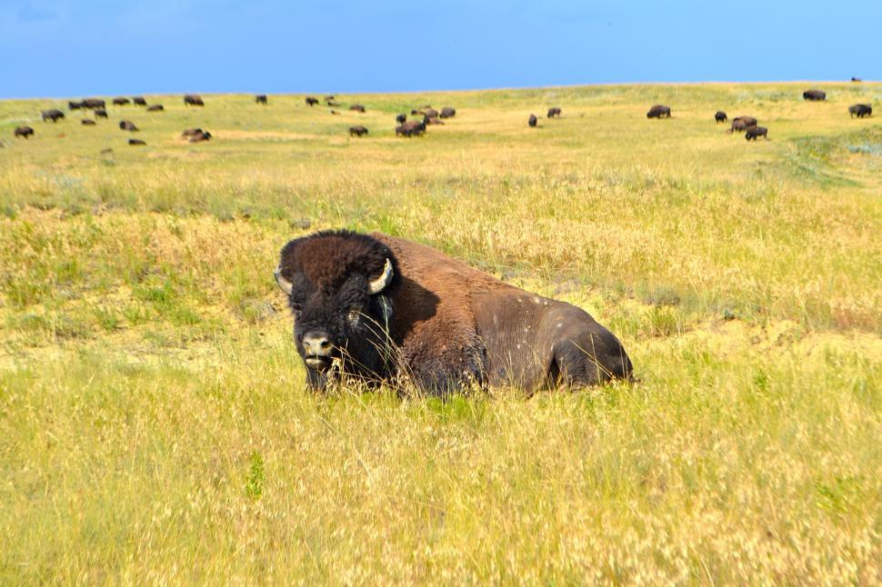 Free Image of Herd of Buffalo Grazing in Grassy Field 