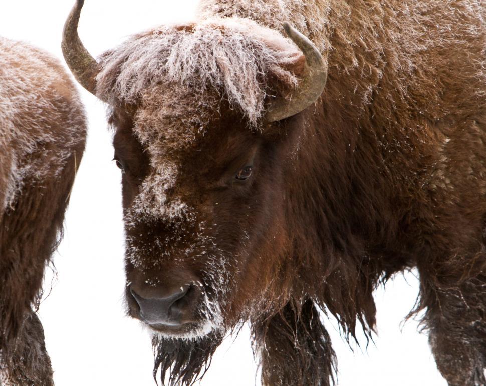 Free Image of Two Bison Standing on White Background 