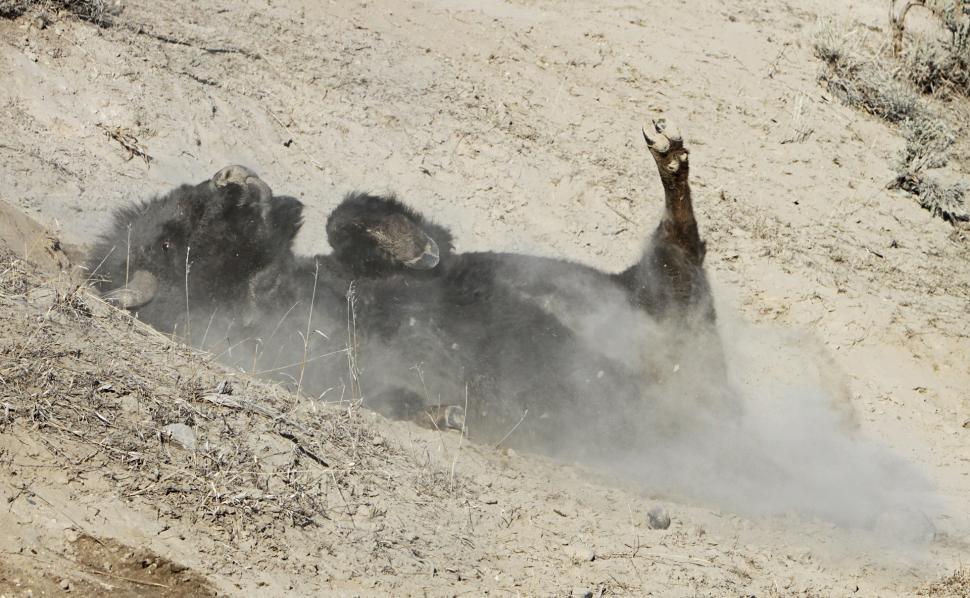 Free Image of Black Bear Rolling Around in the Sand 