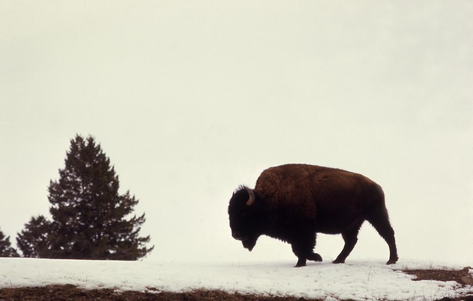 Free Image of Bison Walking Across Snow Covered Field 