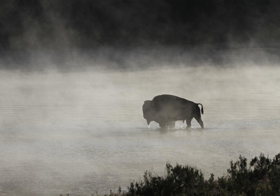 Free Image of Bison Walking Through River in the Fog 