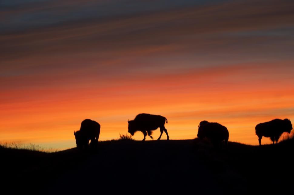 Free Image of Group of Animals Standing on Top of a Grass Covered Hill 