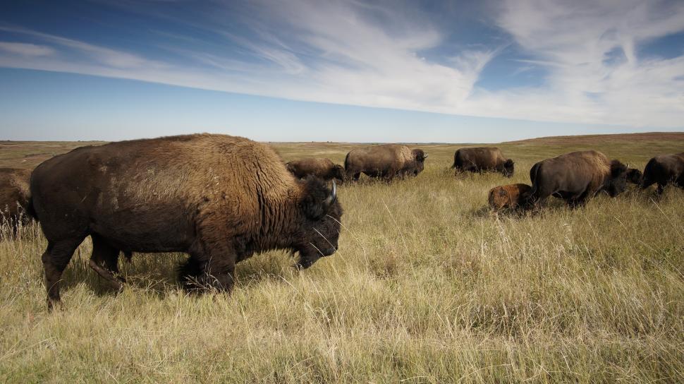 Free Image of Herd of Buffalo Grazing on Dry Grass Field 