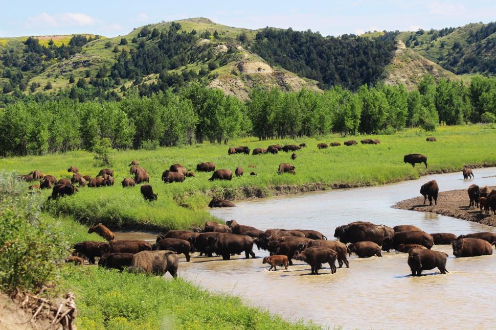 Free Image of Large Herd of Animals Standing in River 