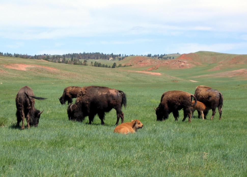 Free Image of Herd of Buffalo Grazing on Lush Green Field 