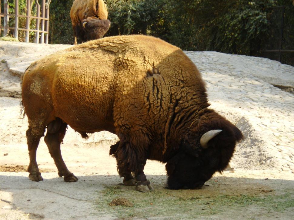 Free Image of Bison Grazing on Grass in Zoo Enclosure 