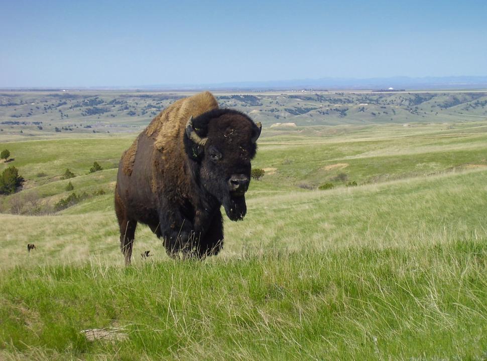 Free Image of Bison Standing on Lush Green Field 