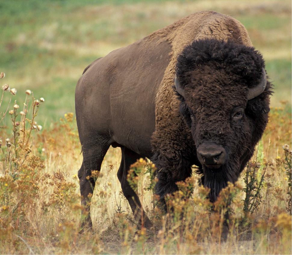 Free Image of Large Buffalo Standing in Field of Tall Grass 