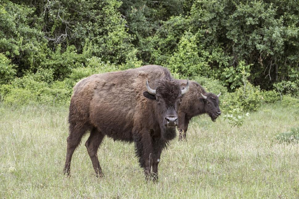 Free Image of Bison Standing on Grass Field 