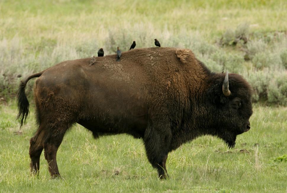 Free Image of Bison With Birds Sitting on Its Back 