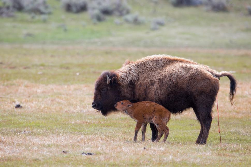 Free Image of Adult Bison and Baby Bison Grazing in Field 