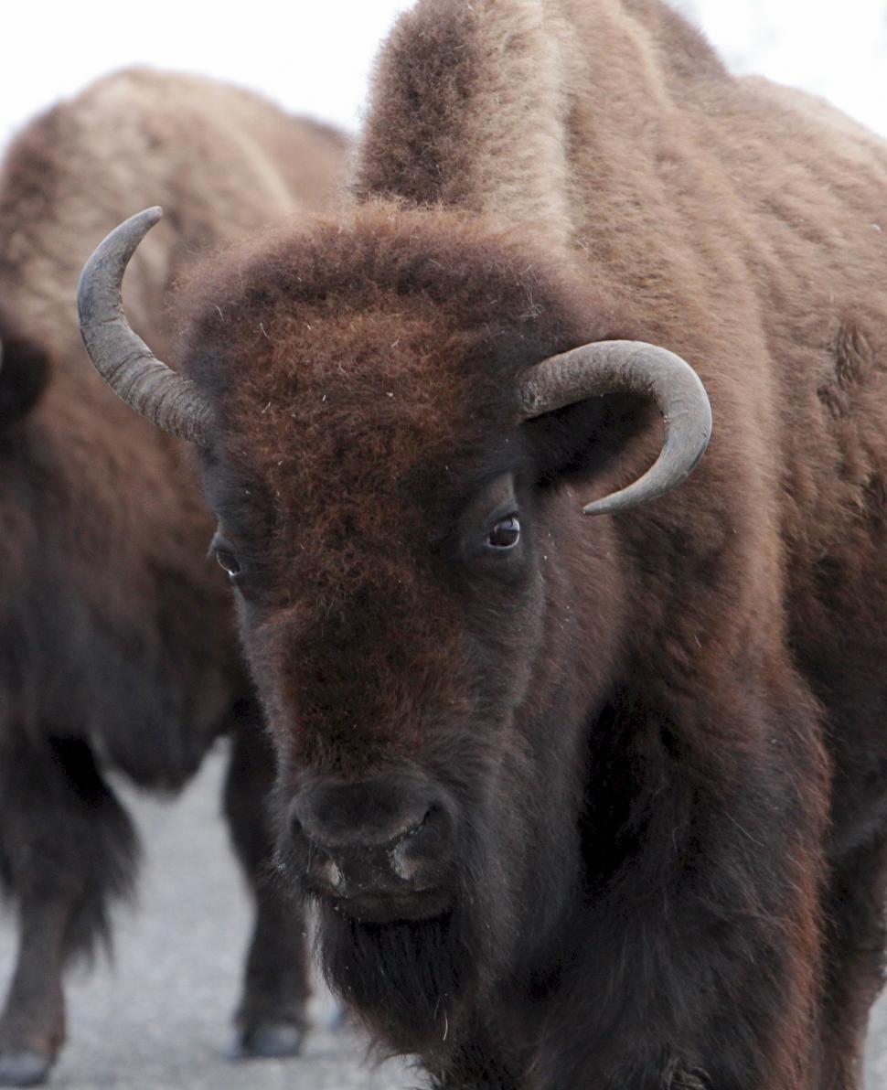 Free Image of Bison Herd Standing Together 