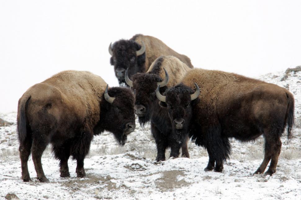 Free Image of Bison Herd Standing on Snowy Hillside 