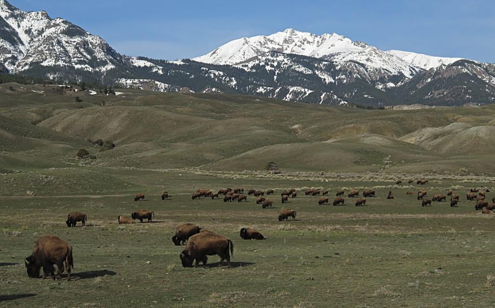 Free Image of Herd of Animals Grazing in Field With Mountains in Background 