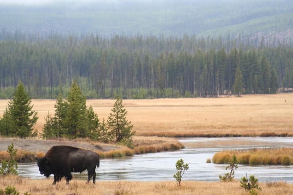 Free Image of Bison Standing in Field by River 