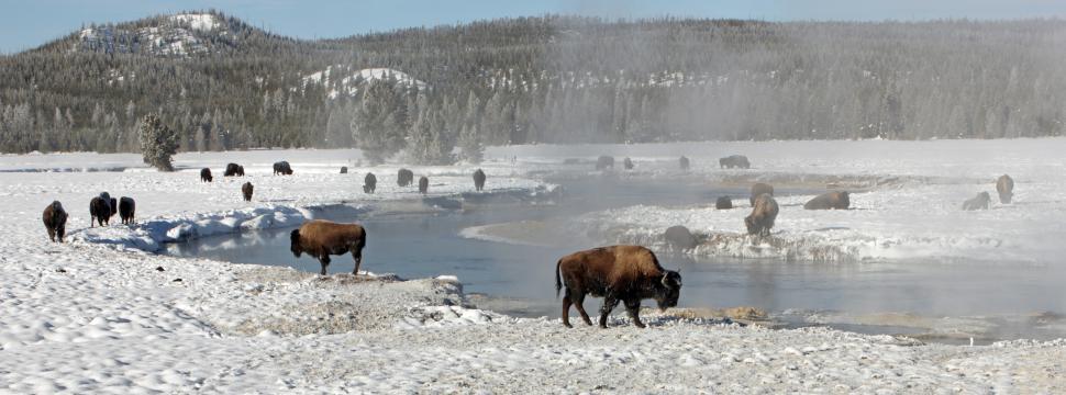 Free Image of Herd of Cattle Standing on Snow Covered Field 
