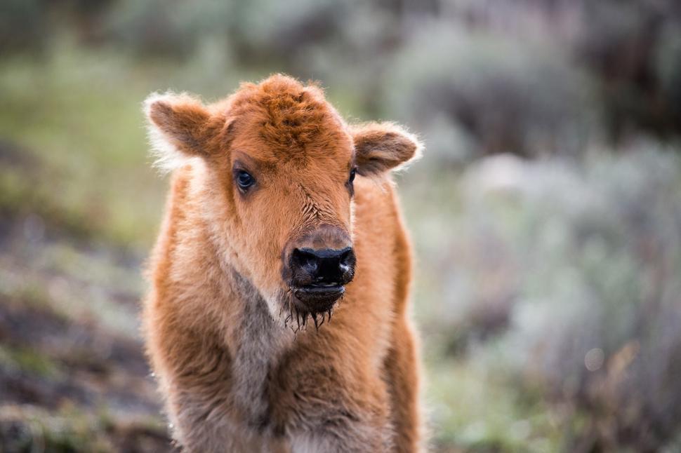 Free Image of Baby Calf Walking in the Woods 