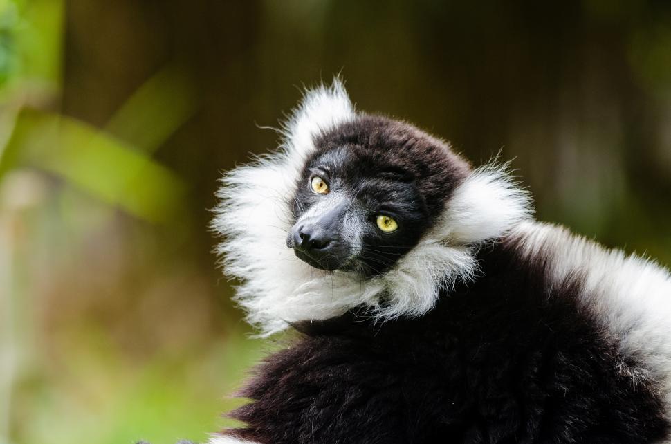 Download Free Stock Photo of primate lemur indri mammal madagascar cat 