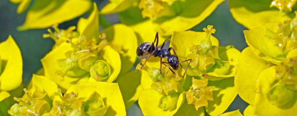 Free Image of Bee Pollinating Yellow Flower 