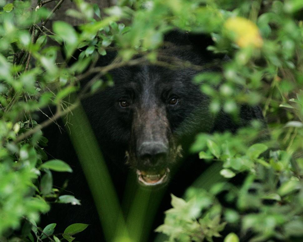 Free Image of Close Up of a Black Bear in a Tree 