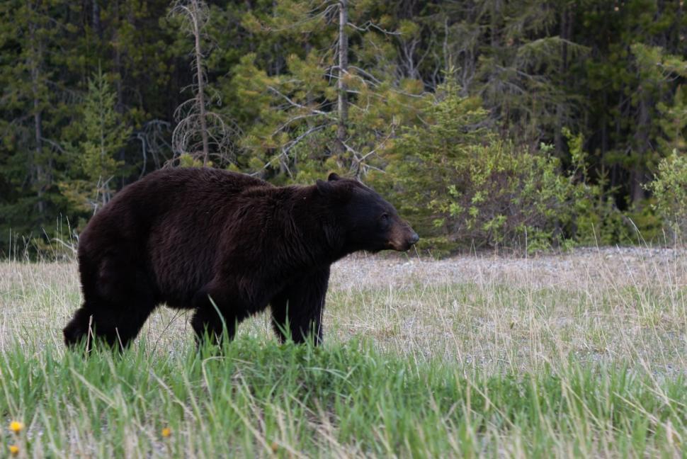 Free Image of Large Black Bear Walking Across Grass Covered Field 