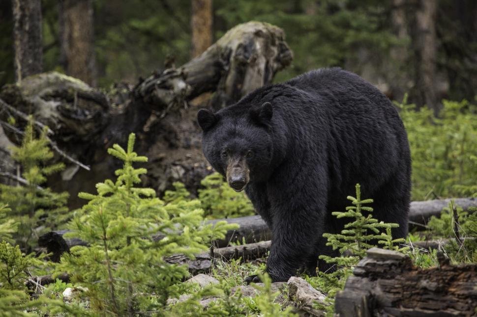 Free Image of Large Black Bear Walking Through Forest 