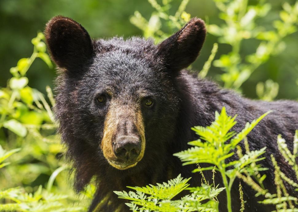 Free Image of Black Bear Standing in Lush Green Forest 