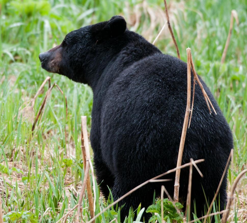 Free Image of Black Bear Sitting in Grassy Field 
