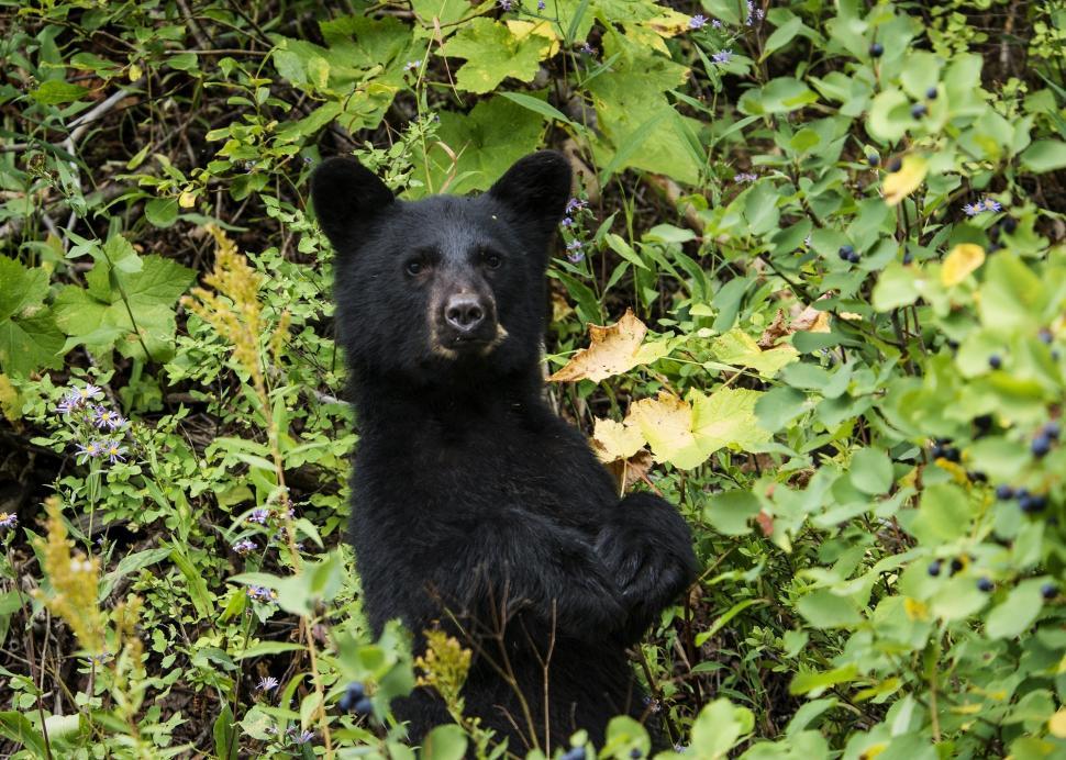 Free Image of Black Bear Sitting in Forest 