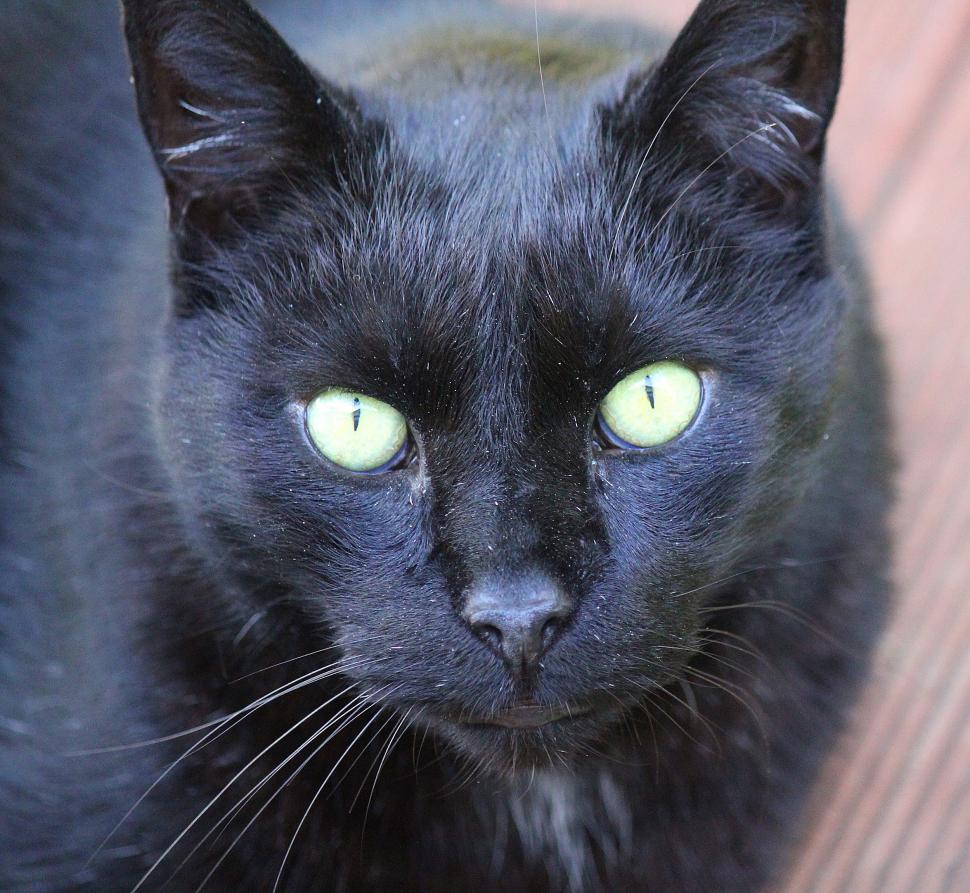 Free Image of Close Up of a Black Cat With Green Eyes 