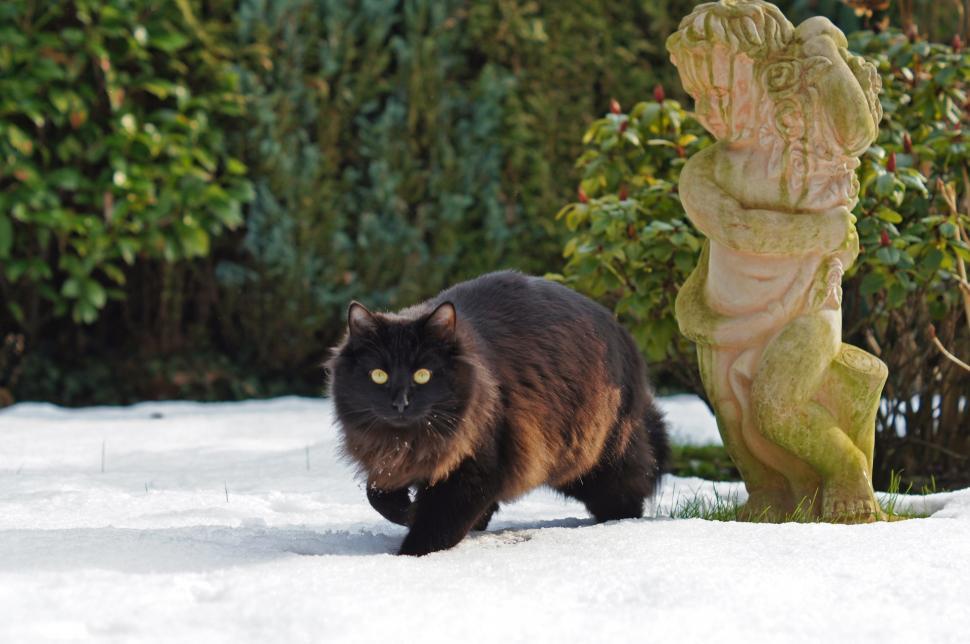 Free Image of Cat Walking in Snow Beside Statue 
