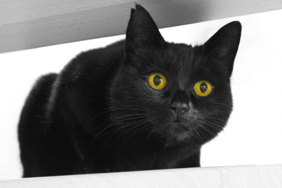 Free Image of Black Cat With Yellow Eyes Sitting on a Ledge 