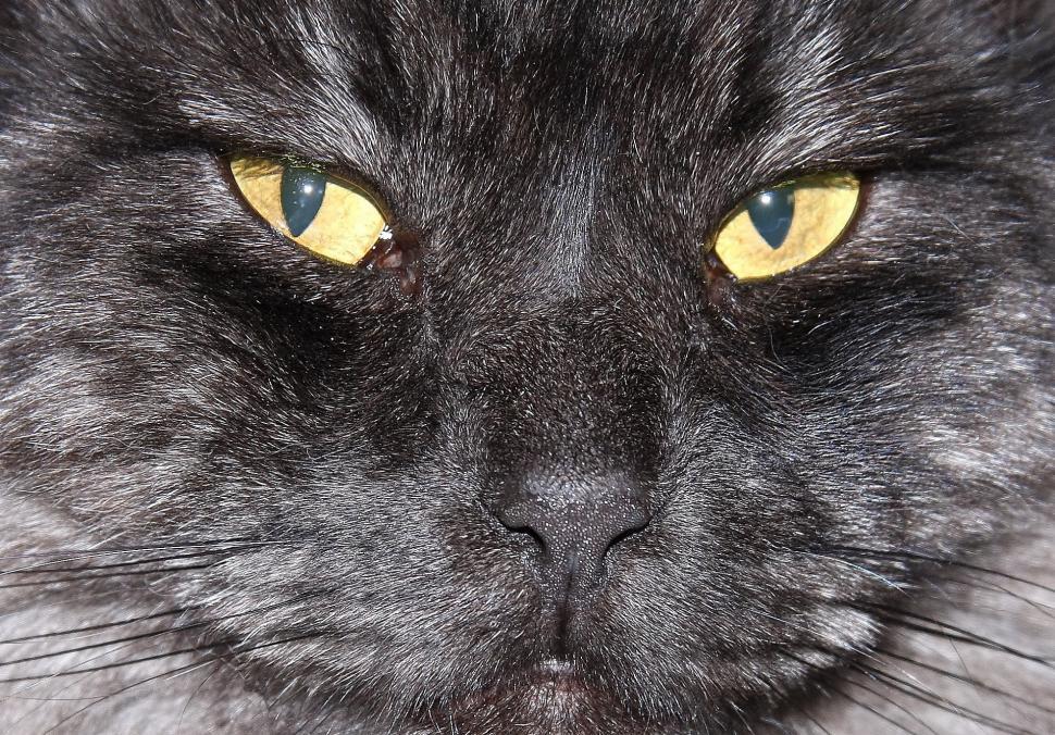 Free Image of Close Up of a Black Cat With Yellow Eyes 