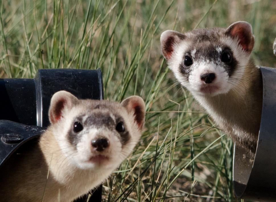 Free Image of Two Ferrets Standing Side by Side 