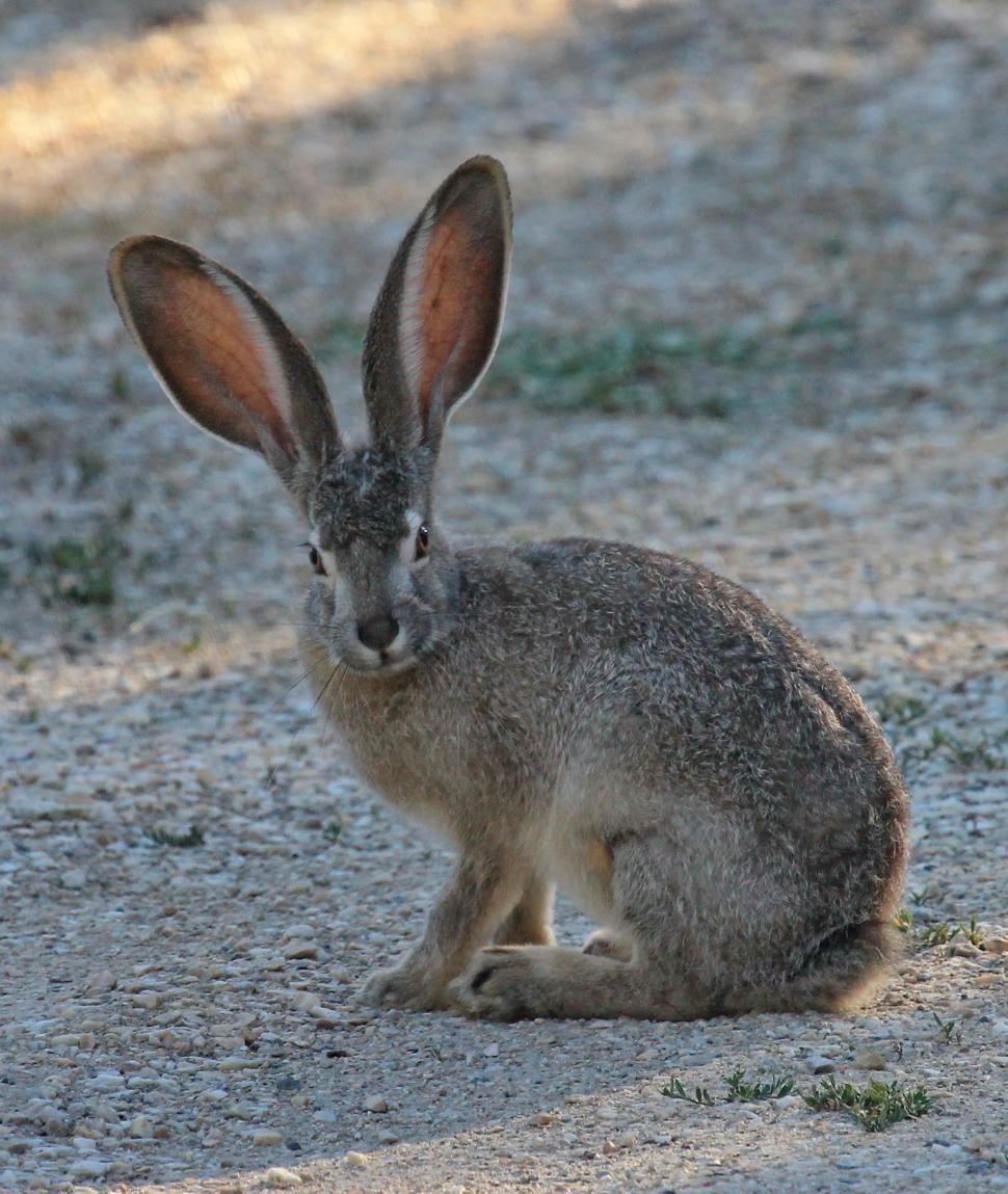 Free Image of Alert Rabbit Sitting on Ground Looking at Camera 