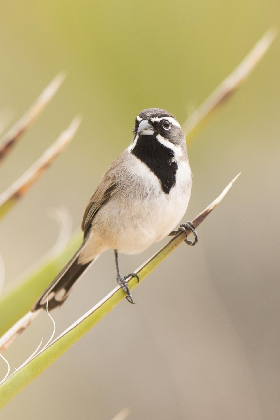 Free Image of Small Bird Perched on Thin Branch 