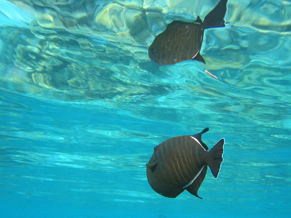 Free Image of Swimming Fish in Water 