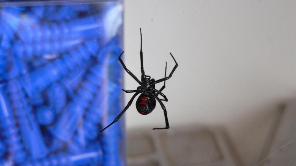 Free Image of Black Widow Spider on Web 
