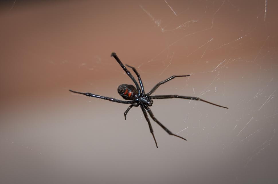 Free Image of Large Spider on Top of Spider Web 