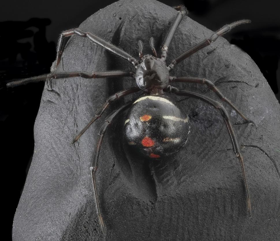 Free Image of spider black widow arachnid arthropod 